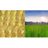 Điều kiện để chuyển đổi cơ cấu cây trồng trên đất trồng lúa là gì?