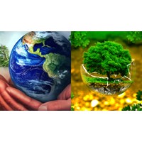 Nội dung xác định thiệt hại do suy giảm chức năng, tính hữu ích của môi trường