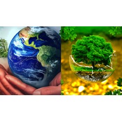 Nội dung xác định thiệt hại do suy giảm chức năng, tính hữu ích của môi trường