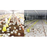 Thẩm quyền thu phí bảo vệ môi trường đối với nước thải từ cơ sở chăn nuôi gia cầm quy mô trang trại