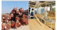 Gỗ hợp pháp nào được phép xuất khẩu vào thị trường Liên minh châu Âu?