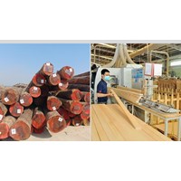Gỗ hợp pháp nào được phép xuất khẩu vào thị trường Liên minh châu Âu?