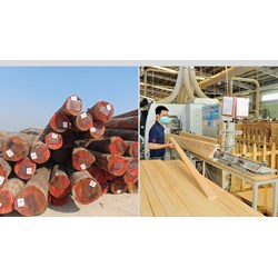 Gỗ hợp pháp nào được phép xuất khẩu vào thị trường Liên minh châu Âu?
