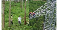 Mẫu đơn Quyết định phê duyệt Phương án tạm sử dụng rừng