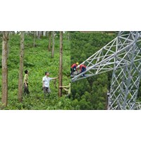 Mẫu đơn Quyết định phê duyệt Phương án tạm sử dụng rừng
