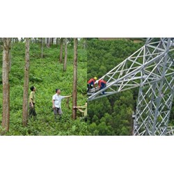 Mẫu đơn Quyết định phê duyệt Phương án tạm sử dụng rừng