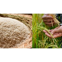 Bài văn ghi lại cảm xúc về bài thơ Hạt gạo làng ta hay nhất