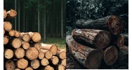 Điều kiện để tiến hành khai thác tận thu gỗ trong rừng sản xuất?