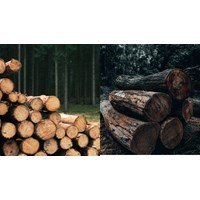 Điều kiện để tiến hành khai thác tận thu gỗ trong rừng sản xuất?