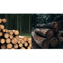 Điều kiện để tiến hành khai thác tận thu gỗ trong rừng sản xuất?