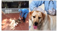 Chủ chó không tiêm phòng dại cho chó sẽ bị xử phạt bao nhiêu tiền?