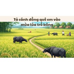 Tả cánh đồng quê em vào mùa lúa trổ bông kèm dàn ý