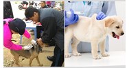 Ở quê thì có cần tiêm phòng dại cho chó hay không?