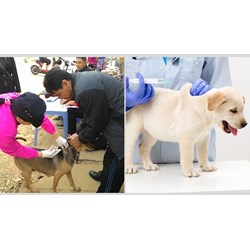 Ở quê thì có cần tiêm phòng dại cho chó hay không?