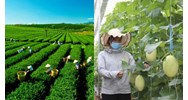 Trách nhiệm của đơn vị chủ trì liên kết và các bên liên kết theo chuỗi giá trị
