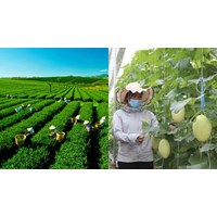 Trách nhiệm của đơn vị chủ trì liên kết và các bên liên kết theo chuỗi giá trị