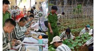 Có bắt buộc phạm nhân phải tham gia lao động tại trại giam không?