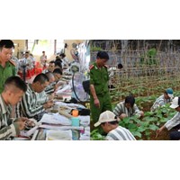 Có bắt buộc phạm nhân phải tham gia lao động tại trại giam không?