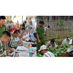 Có bắt buộc phạm nhân phải tham gia lao động tại trại giam không?