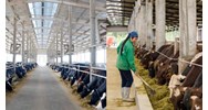 Chăn nuôi trang trại được xem là chăn nuôi với quy mô lớn hay nhỏ?