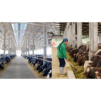 Chăn nuôi trang trại được xem là chăn nuôi với quy mô lớn hay nhỏ?
