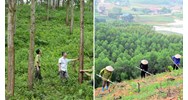 Hỗ trợ trồng rừng mới: Chính sách mới từ 15/7/2024