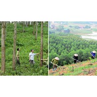 Hỗ trợ trồng rừng mới: Chính sách mới từ 15/7/2024