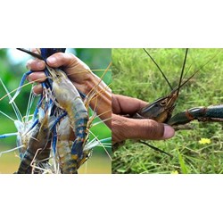 Mức xử phạt hành vi cản trở đường di cư tự nhiên của tôm càng xanh