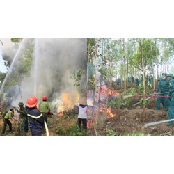 Quy định mới về nội dung và mức chi kinh phí chữa cháy rừng