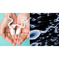 Mức xử phạt hành chính khi bán tinh trùng của mình cho nhiều người