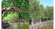 Lấy ý kiến của đối tượng nào khi thành lập khu rừng phòng hộ?