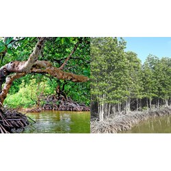 Lấy ý kiến của đối tượng nào khi thành lập khu rừng phòng hộ?