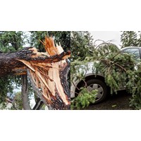 Cây xanh ngã đổ gây thiệt hại có thuộc trách nhiệm bồi thường của nhà nước?