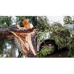 Cây xanh ngã đổ gây thiệt hại có thuộc trách nhiệm bồi thường của nhà nước?