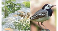 Dàn ý Phân tích Bầy chim chìa vôi của Nguyễn Quang Thiều siêu hay