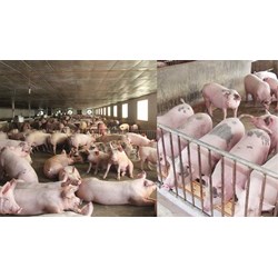 Triệu chứng lâm sàng khi lợn bị bệnh xoắn khuẩn do Leptospira