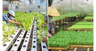 Tiêu chí thụ hưởng chính sách về phát triển hợp tác xã từ 01/7/2024