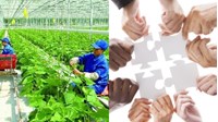 Ưu tiên chọn hợp tác xã có phụ nữ làm quản lý được hưởng chính sách của nhà nước từ 01/7/2024