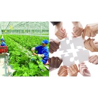 Ưu tiên chọn hợp tác xã có phụ nữ làm quản lý được hưởng chính sách của nhà nước từ 01/7/2024