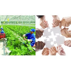 Ưu tiên chọn hợp tác xã có phụ nữ làm quản lý được hưởng chính sách của nhà nước từ 01/7/2024
