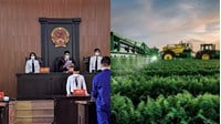 Tranh chấp hợp đồng bảo hiểm nông nghiệp được giải quyết bởi Tòa án không?