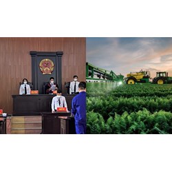 Tranh chấp hợp đồng bảo hiểm nông nghiệp được giải quyết bởi Tòa án không?