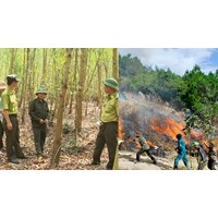 Kiểm lâm có là lực lượng về phòng cháy và chữa cháy rừng không?