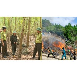 Kiểm lâm có là lực lượng về phòng cháy và chữa cháy rừng không?