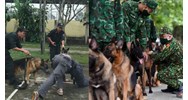 Mức tiền ăn của chó nghiệp vụ là bao nhiêu hiện nay là bao nhiêu?