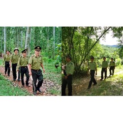 Thành lập Kiểm lâm rừng phòng hộ ở những khu vực nào?