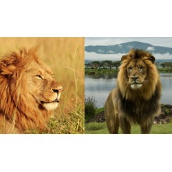 Phân tích tác phẩm Giết con sư tử ở Nê-mê siêu hay, đạt điểm cao