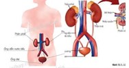 Bộ phận nào có vai trò dẫn nước tiểu từ bể thận xuống bóng đái? - Sinh 8