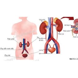 Bộ phận nào có vai trò dẫn nước tiểu từ bể thận xuống bóng đái? - Sinh 8