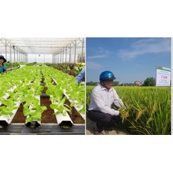Yêu cầu đối với tổ chức khảo nghiệm giống cây trồng khi tiến hành khảo nghiệm